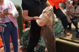 渔民在海里捕捞到一条这种鱼，被土豪老板347.5万买走
