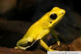 世界上最毒的动物：黄金箭毒蛙？