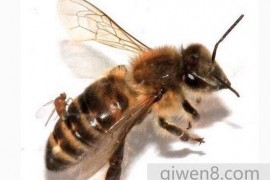 真实存在的僵尸蜜蜂，行尸走肉夜晚出没(寄生虫感染)