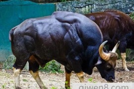 世界上最重的牛，印度野牛体型超大重2450斤