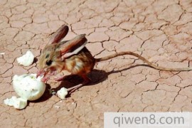 沙漠中的米老鼠，长耳跳鼠(超可爱可惜濒临灭绝)