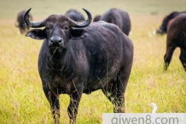非洲最危险的五霸之一，非洲水牛(攻击性强脾气暴躁)