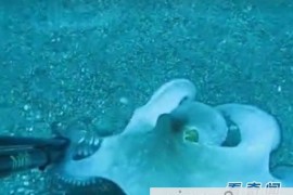 海底潜水时发现奇异海洋生物，你认得么！