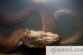 世界十大无毒蛇类，亚马逊森蚺靠缠绕致命(图片)