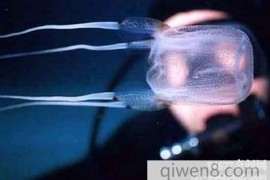 世界毒王澳洲方水母，无意触到必死无疑毒性最强水母