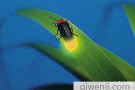 萤火虫为什么会发光，身体有含磷发光质(发光为求偶)