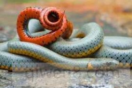 环箍蛇