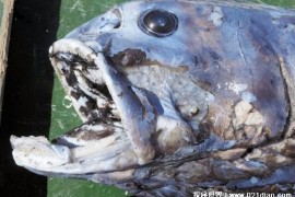  日本发现新物种横纲沙丁鱼 体长超过2米(观赏价值高)