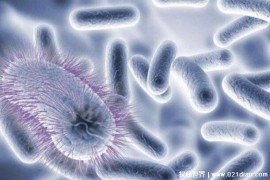  科学家意外发现史上最大的细菌 长达到两厘米(单细胞生物)