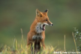  为什么狐狸在冬季改变毛色适应环境 隐藏自身(和生理有关)