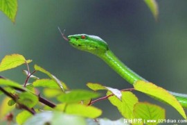  西藏竹叶青是中国特有的蛇 浑身上下具有毒素(致命性不高)