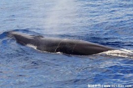  长须鲸是海洋中第二大鲸鱼 平均长度19.5米(游泳速度快)