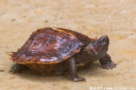  自然界中比较漂亮的陆龟 太阳龟背甲比较漂亮(防御能力强)