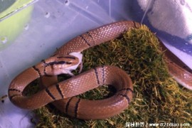  紫灰锦蛇是典型的无毒蛇 外观比较漂亮(温柔可爱)