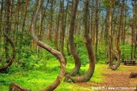  位于波兰的弯曲森林之谜 至今仍未被解开(存在争议)