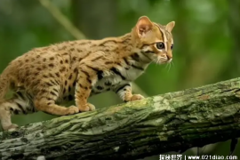 锈斑猫体型比较小 却是天生的丛林王者(极难驯服)