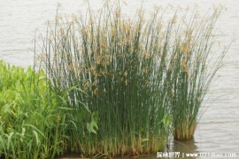  水葱是一种重要的湿地植物 外形好像是葱一样(高达二米)