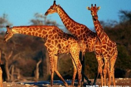  长颈鹿是非洲最具代表性的生物 脖子防御性好(是反刍动物)