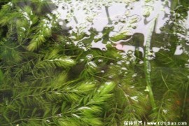  金鱼藻是一种水生蕨类植物 利用价值很高(分布范围广)