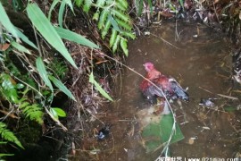  扯雀塘靠近的动物频频死亡 至今仍是未解之谜(存在争议)