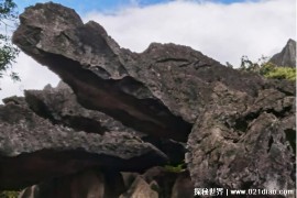  贵州山里发现“千年神龟” 颈部插有电线杆(绕着它走)