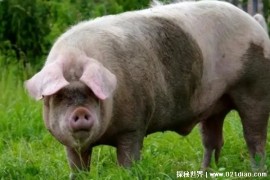  猪吃没营养食物为什么长这么肥 适合吃草和谷糠(消化系统好)
