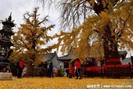  秋天最该火的寺庙 5棵树龄近3000年银杏树(不需门票)