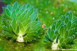  可以通过吃海藻让身体变绿的生物 叶羊很漂亮(体型很小)