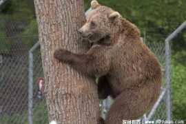  如果人在野外遇到熊爬树装死有用吗 最忌讳的(极为强悍)