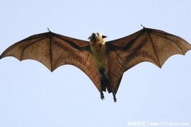  带有淡奶味却携带埃博拉病毒的蝙蝠是哪种 觅食能力非常强（果蝠）
