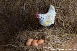  母鸡下蛋后为什么咯咯叫 很多养鸡人群比较了解（常见的行为表现）