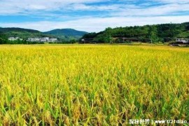  水稻种植最北的地区是哪 有天下第一湾的美誉（呼玛县）
