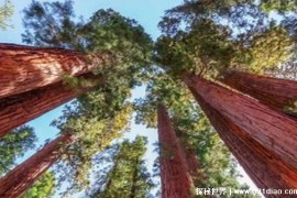 世界上最高的树木 亥伯龙神红杉树（高达115.2米）