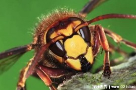 世界上最大的马蜂是什么蜂类（日本大黄蜂）
