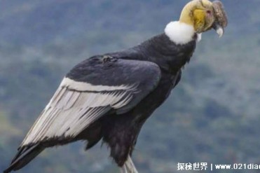 现存世界上最大的飞禽是什么（安第斯神鹫）