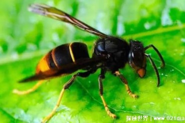 世界五大最毒的蜂是什么（杀人蜂等）