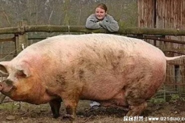 世界上最大的猪有多大 （900公斤）