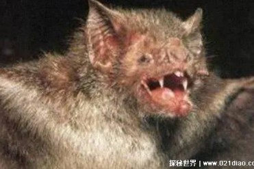 世界上最凶残的蝙蝠是什么品种 （猪脸大蝙蝠）