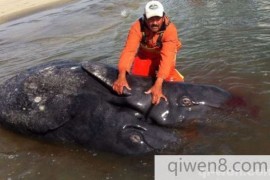 他们在海岸发现罕见的巨型连体鲸鱼，惊人发现让科学家都不淡定了