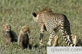 猎豹崽子和妈妈在草地上惬意的待着，下一秒可没有这么简单了！
