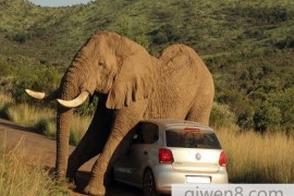驾车游玩时千万别招惹发情的大象，不然很可能成为它的发泄工具！