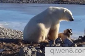 北极熊竟将小狗当成自己的孩子，但最后小狗的下场太惊悚！