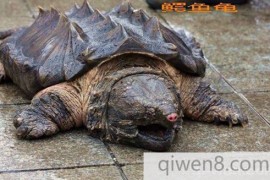 巨龟藏身寺庙：重50斤僧人称有800岁