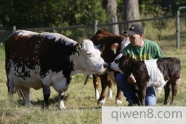 农民培育出微型牛，跟宠物狗一样大，特喜欢粘着主人