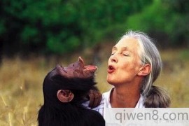 世界上与猩猩相处时间最长的人，珍妮·古道尔与猩猩共处38年