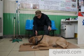 暖心！宠物狗在医院打点滴，主人一直抱在怀里舍不得松手！
