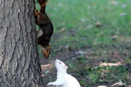 全球白化症的动物：白化松鼠