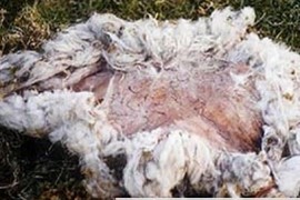 英国农夫宣称他家的羊遭到外星人攻击