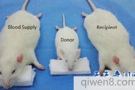 小白鼠“换头手术”成功，有图有真相！