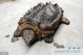 鳄龟 世界最大的淡水龟之一、有淡水动物王者之称